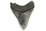Fossil Megalodon Tooth - South Carolina #164993-1